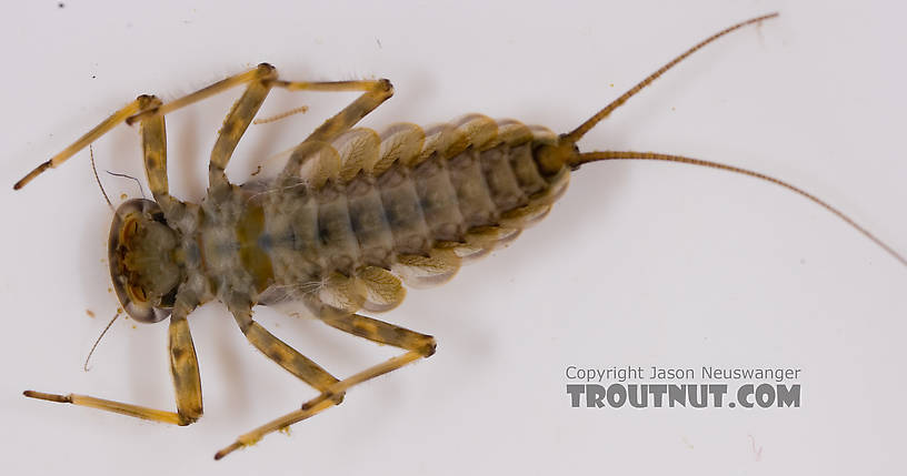 Epeorus (Little Maryatts) Mayfly Nymph from Factory Brook in New York