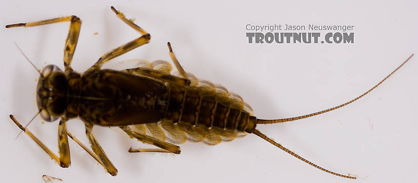 Epeorus (Little Maryatts) Mayfly Nymph from Factory Brook in New York