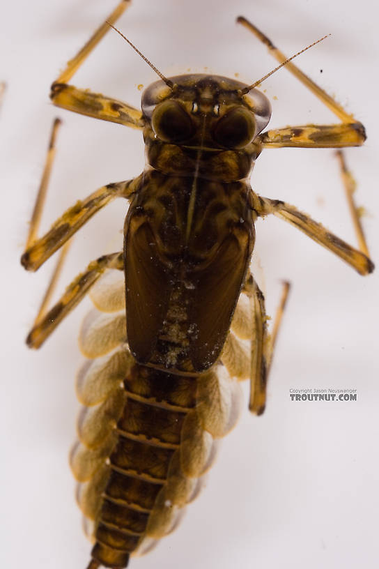 Epeorus (Little Maryatts) Mayfly Nymph from Factory Brook in New York