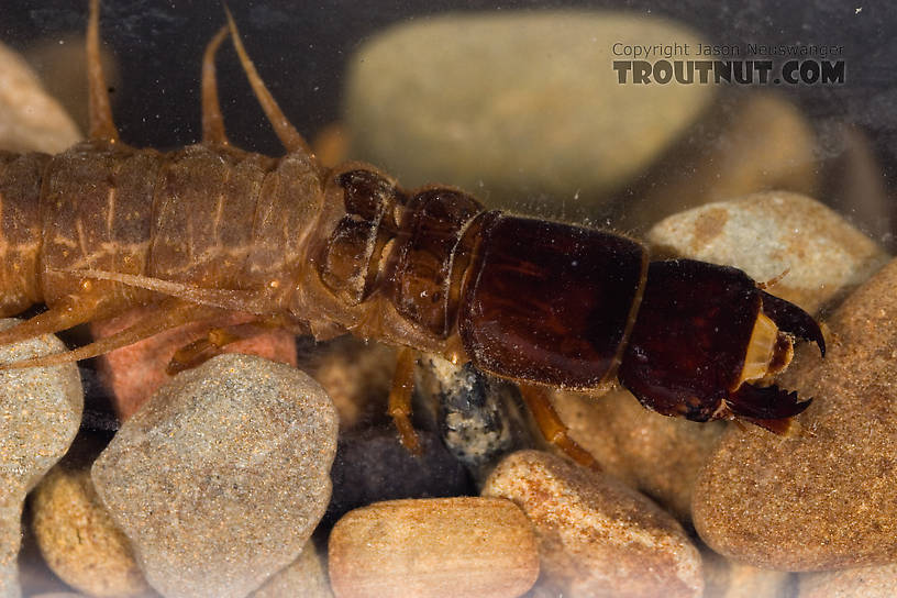 Nigronia serricornis (Fishfly) Hellgrammite Larva from Factory Brook in New York