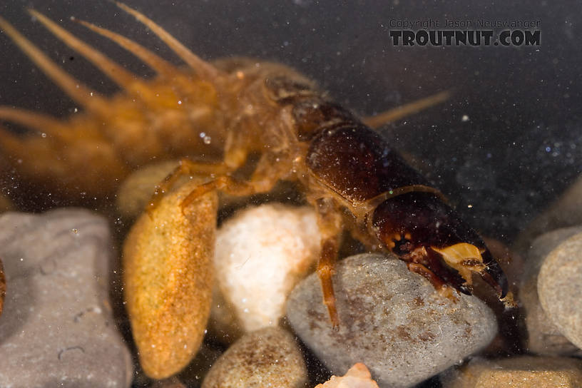 Nigronia serricornis (Fishfly) Hellgrammite Larva from Factory Brook in New York