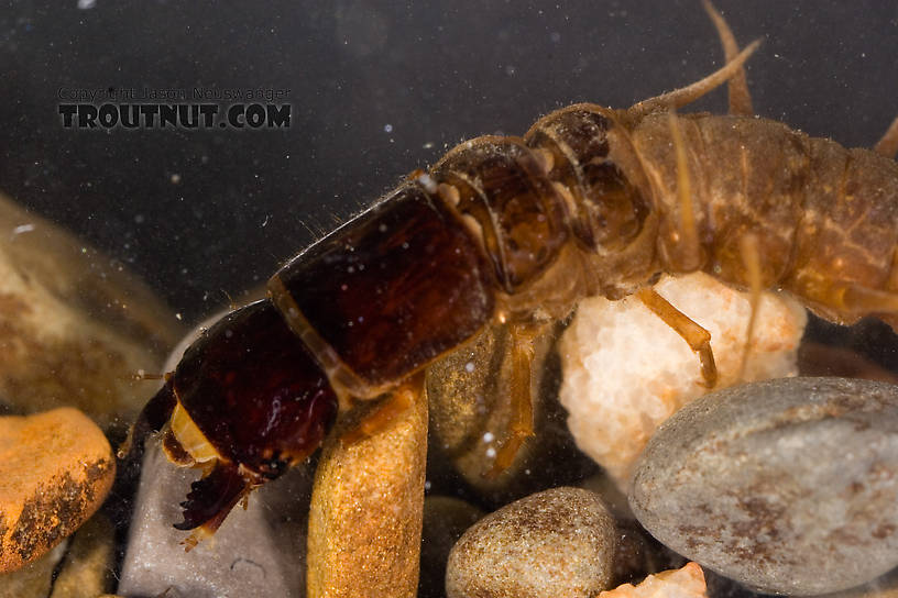 Nigronia serricornis (Fishfly) Hellgrammite Larva from Factory Brook in New York