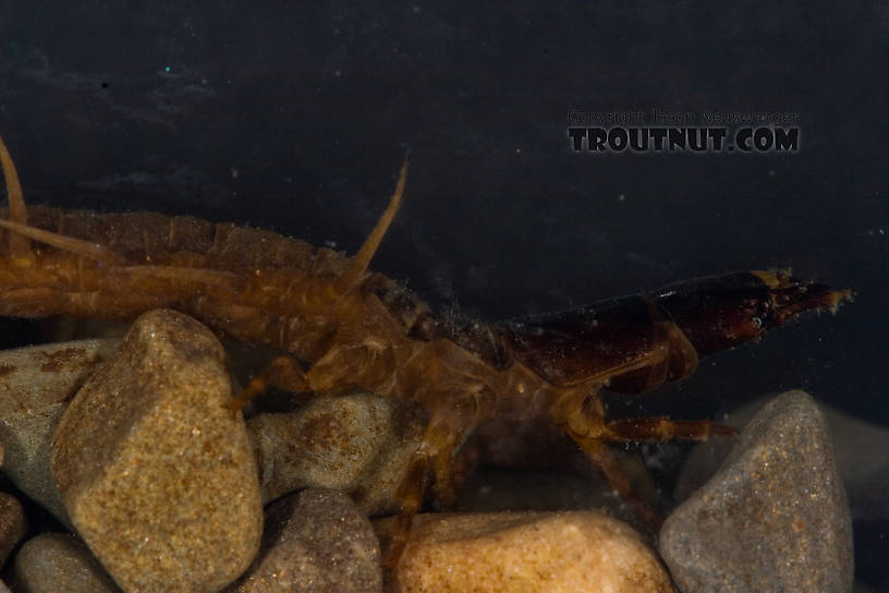 Nigronia serricornis (Fishfly) Hellgrammite Larva from Factory Brook in New York