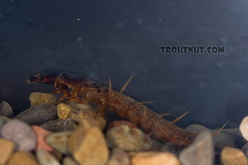 Nigronia serricornis (Fishfly) Hellgrammite Larva from Factory Brook in New York