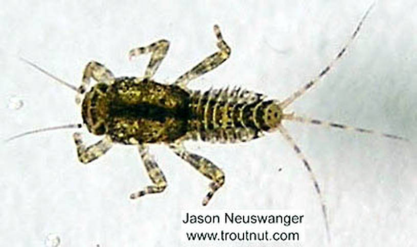 Ephemerella invaria (Sulphur Dun) Mayfly Nymph from the Namekagon River in Wisconsin