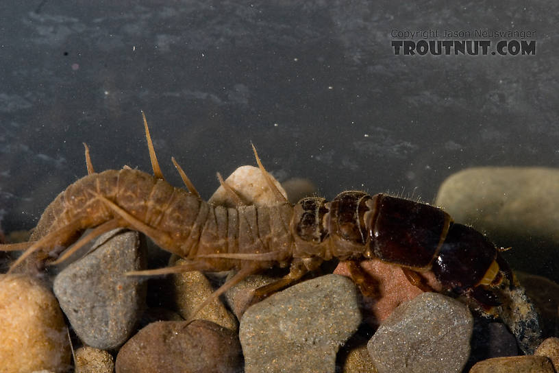 Nigronia serricornis (Fishfly) Hellgrammite Larva from Factory Brook in New York