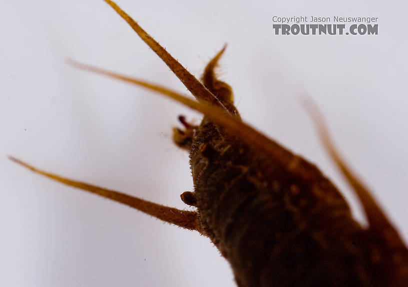 Nigronia serricornis (Fishfly) Hellgrammite Larva from Factory Brook in New York