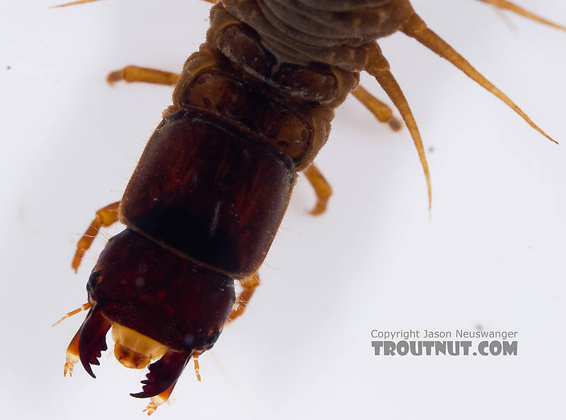 Nigronia serricornis (Fishfly) Hellgrammite Larva from Factory Brook in New York