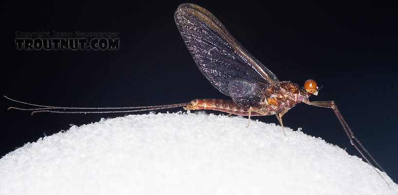 Male Ephemerella subvaria (Hendrickson) Mayfly Spinner from Fall Creek in New York