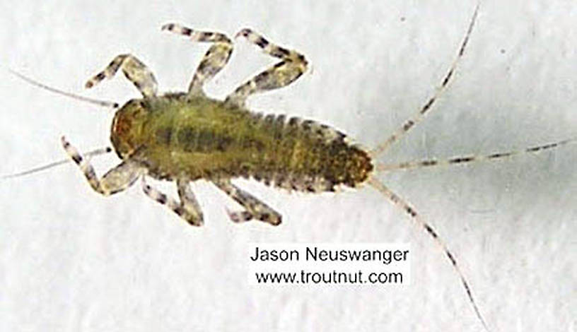 Ephemerella invaria (Sulphur Dun) Mayfly Nymph from the Namekagon River in Wisconsin