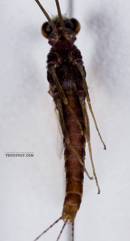 Male Ephemerella subvaria (Hendrickson) Mayfly Spinner from Fall Creek in New York