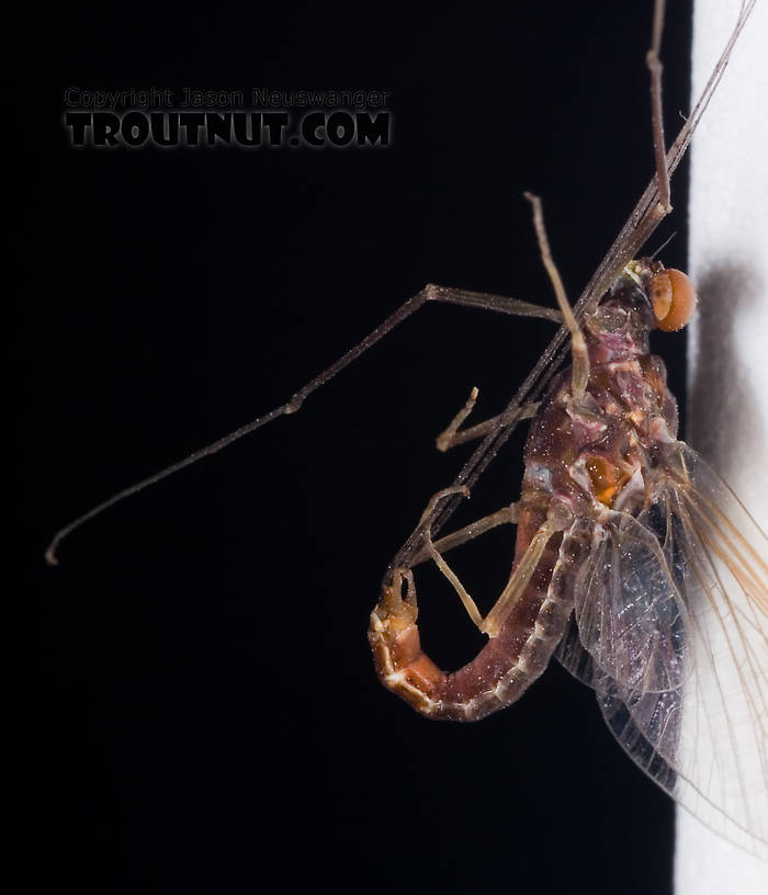 This Hendrickson is just begging to catch a trout, isn't he?  Look at the effort he's putting into shaping his body like a hook.  Male Ephemerella subvaria (Hendrickson) Mayfly Spinner from Fall Creek in New York