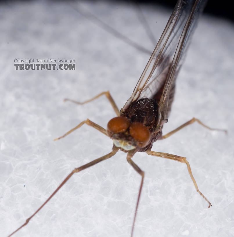 Male Ephemerella subvaria (Hendrickson) Mayfly Spinner from Fall Creek in New York