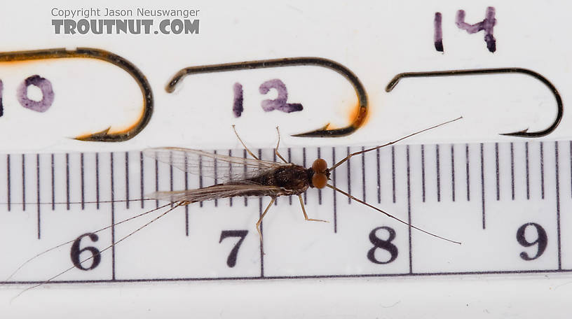 This picture kind of leaves me with the impression that I should break out the weird size 13 hooks I have stashed away somewhere.  Male Ephemerella subvaria (Hendrickson) Mayfly Spinner from Fall Creek in New York