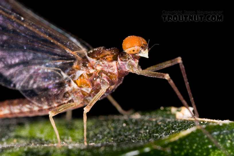 Male Ephemerella subvaria (Hendrickson) Mayfly Spinner from Fall Creek in New York