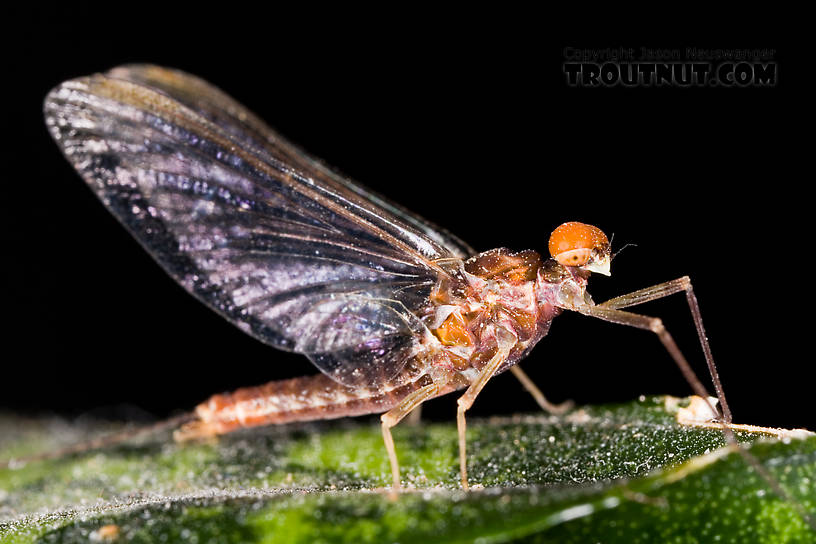 Male Ephemerella subvaria (Hendrickson) Mayfly Spinner from Fall Creek in New York