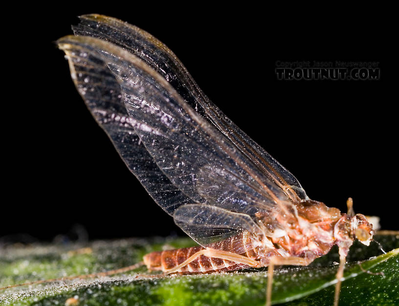 Female Ephemerella subvaria (Hendrickson) Mayfly Spinner from Fall Creek in New York