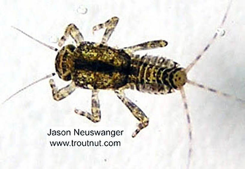 Ephemerella invaria (Sulphur Dun) Mayfly Nymph from the Namekagon River in Wisconsin