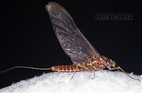 Female Ephemerella subvaria (Hendrickson) Mayfly Spinner