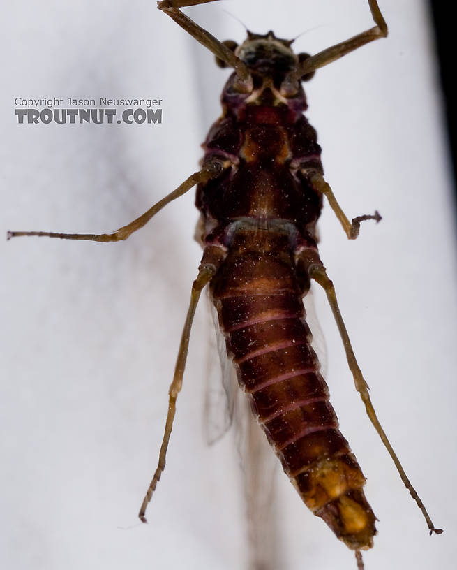 Female Ephemerella subvaria (Hendrickson) Mayfly Spinner from Fall Creek in New York