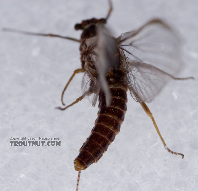 Female Ephemerella subvaria (Hendrickson) Mayfly Spinner from Fall Creek in New York