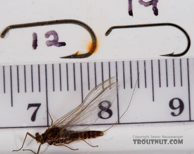 Female Ephemerella subvaria (Hendrickson) Mayfly Spinner from Fall Creek in New York