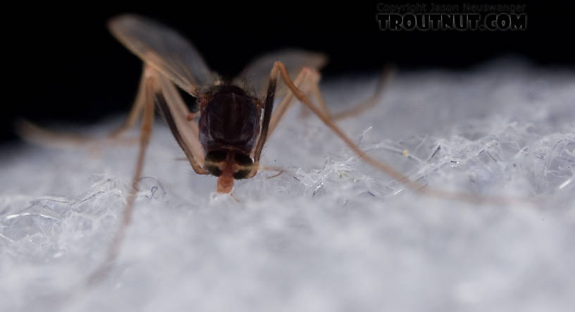 Chironomidae (Midges) Midge Adult from Mystery Creek #62 in New York