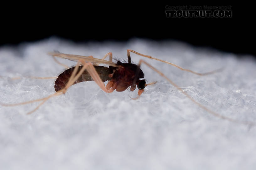 Chironomidae (Midges) Midge Adult from Mystery Creek #62 in New York