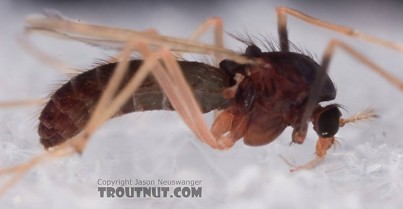 Chironomidae (Midges) Midge Adult from Mystery Creek #62 in New York