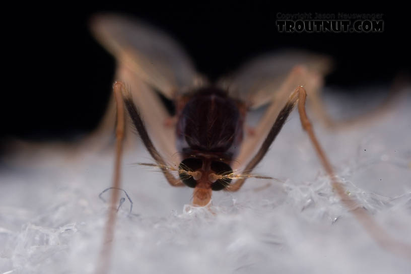 Chironomidae (Midges) Midge Adult from Mystery Creek #62 in New York