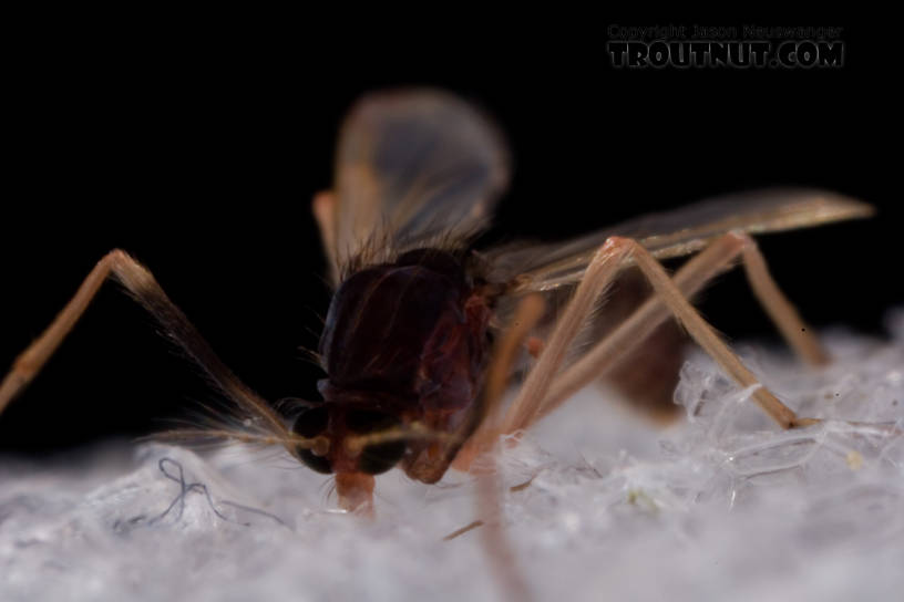 Chironomidae (Midges) Midge Adult from Mystery Creek #62 in New York