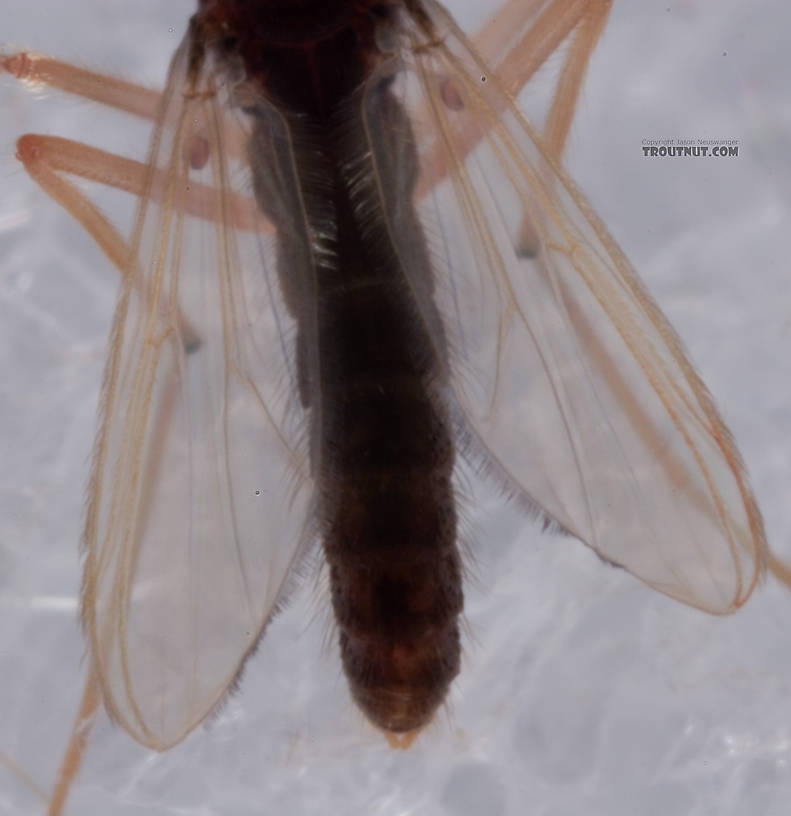 Chironomidae (Midges) Midge Adult from Mystery Creek #62 in New York