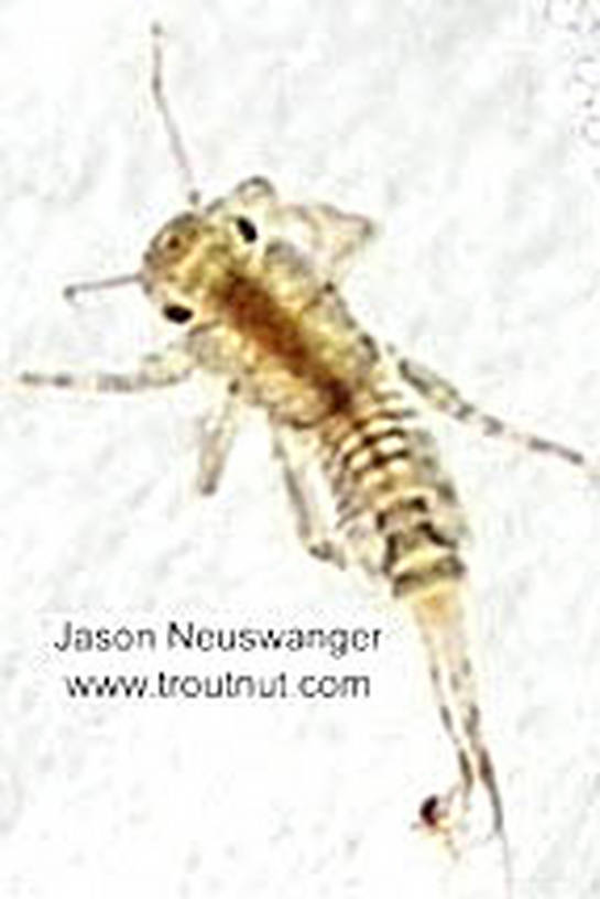 Ephemerellidae (Hendricksons, Sulphurs, PMDs, BWOs) Mayfly Nymph from the Namekagon River in Wisconsin