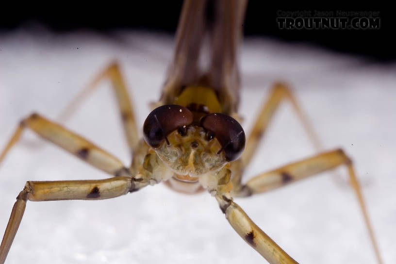 Male Epeorus pleuralis (Quill Gordon) Mayfly Dun from Dresserville Creek in New York