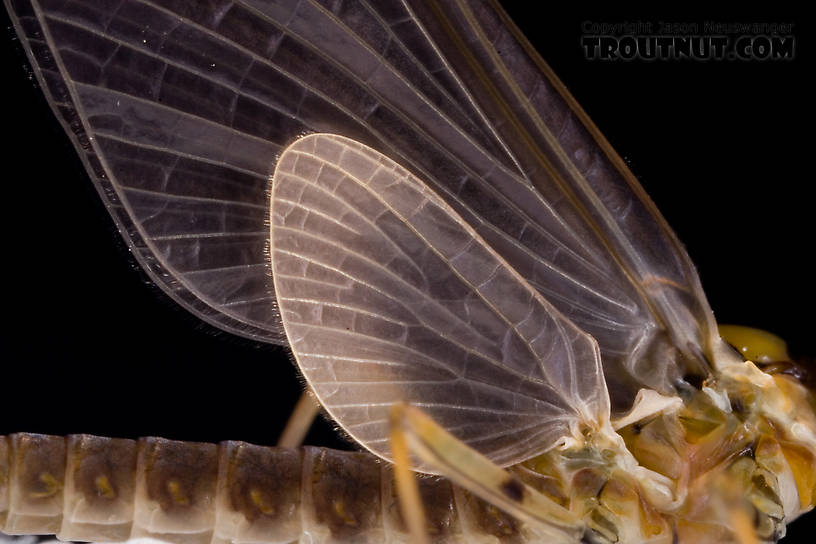 Male Epeorus pleuralis (Quill Gordon) Mayfly Dun from Dresserville Creek in New York