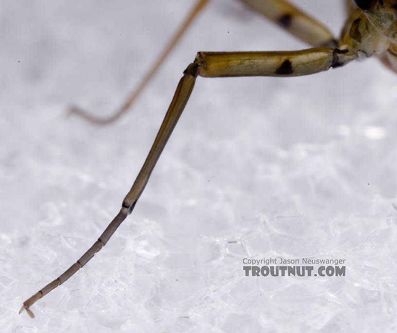 Male Epeorus pleuralis (Quill Gordon) Mayfly Dun from Dresserville Creek in New York