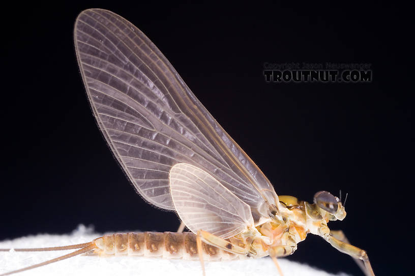 Male Epeorus pleuralis (Quill Gordon) Mayfly Dun from Dresserville Creek in New York