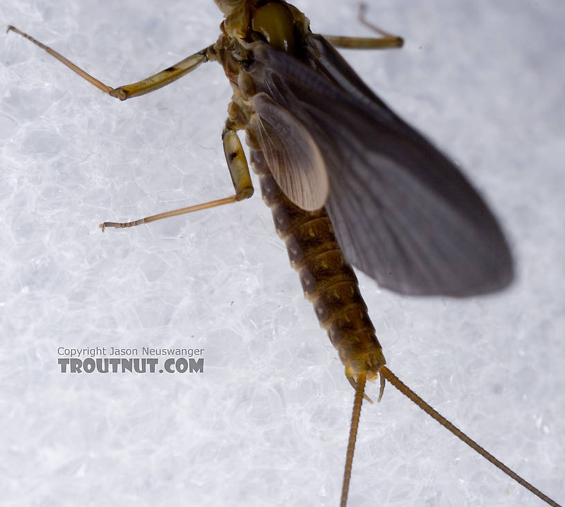 Male Epeorus pleuralis (Quill Gordon) Mayfly Dun from Dresserville Creek in New York