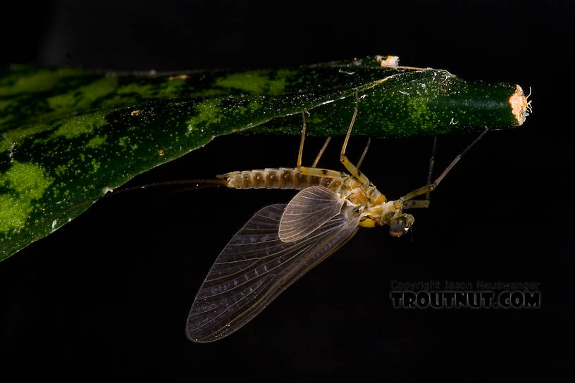 Male Epeorus pleuralis (Quill Gordon) Mayfly Dun from Dresserville Creek in New York