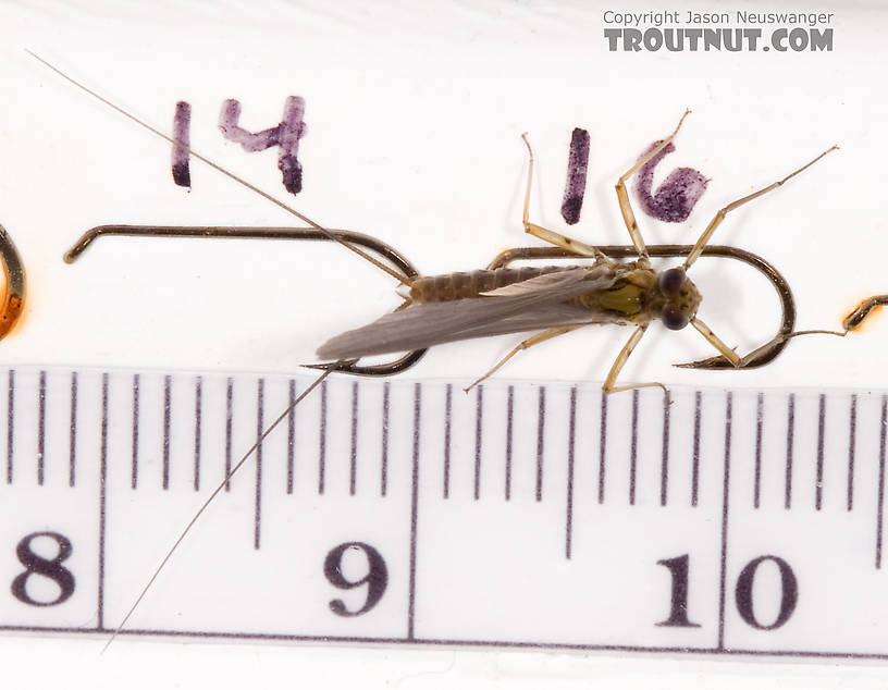 Male Epeorus pleuralis (Quill Gordon) Mayfly Dun from Dresserville Creek in New York