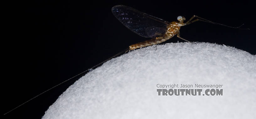 Male Epeorus pleuralis (Quill Gordon) Mayfly Spinner from Dresserville Creek in New York