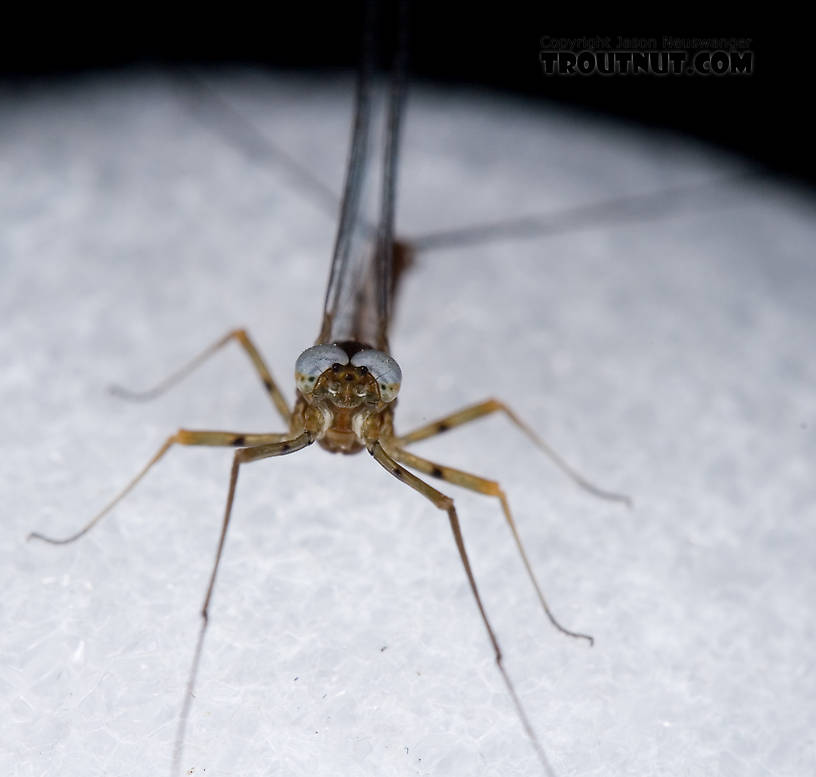 Male Epeorus pleuralis (Quill Gordon) Mayfly Spinner from Dresserville Creek in New York