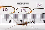 Male Epeorus pleuralis (Quill Gordon) Mayfly Spinner