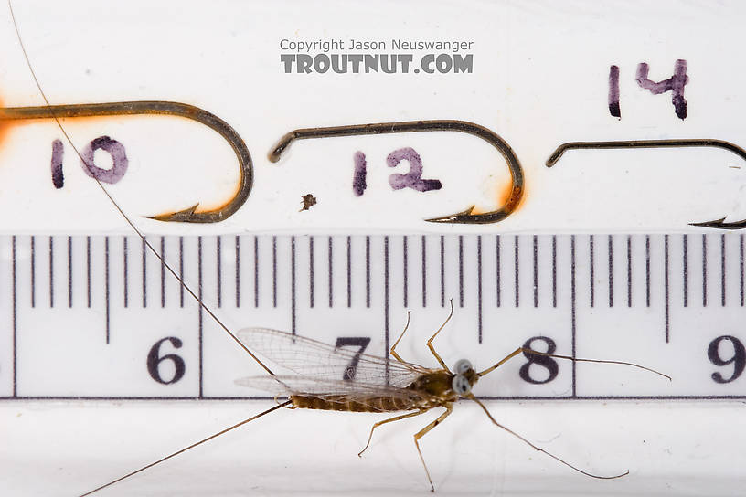 Male Epeorus pleuralis (Quill Gordon) Mayfly Spinner from Dresserville Creek in New York