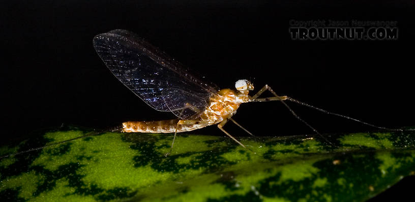 Male Epeorus pleuralis (Quill Gordon) Mayfly Spinner from Dresserville Creek in New York