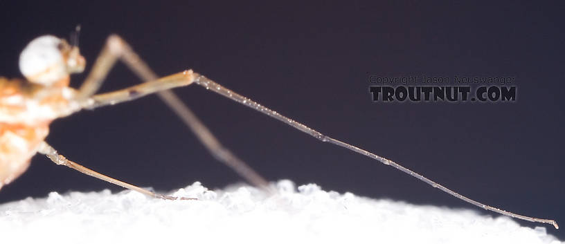 Male Epeorus pleuralis (Quill Gordon) Mayfly Spinner from Dresserville Creek in New York