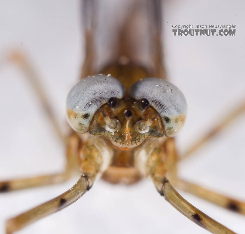 Male Epeorus pleuralis (Quill Gordon) Mayfly Spinner from Dresserville Creek in New York