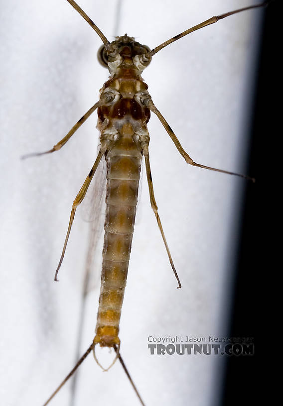 Male Epeorus pleuralis (Quill Gordon) Mayfly Spinner from Dresserville Creek in New York