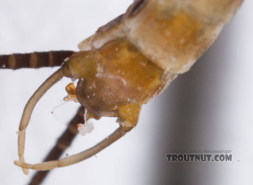 Male Epeorus pleuralis (Quill Gordon) Mayfly Spinner from Dresserville Creek in New York