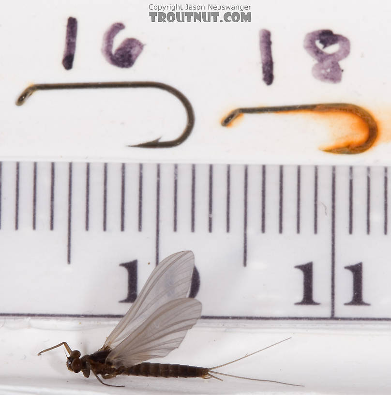 Male Neoleptophlebia adoptiva (Blue Quill) Mayfly Dun from Dresserville Creek in New York